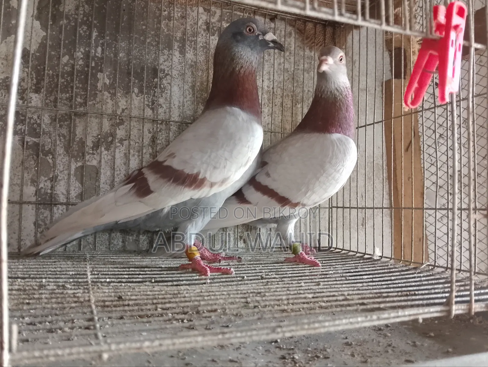 Racer Pigeon