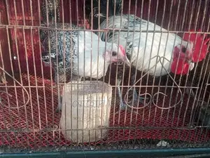 মরগী সেল হবে