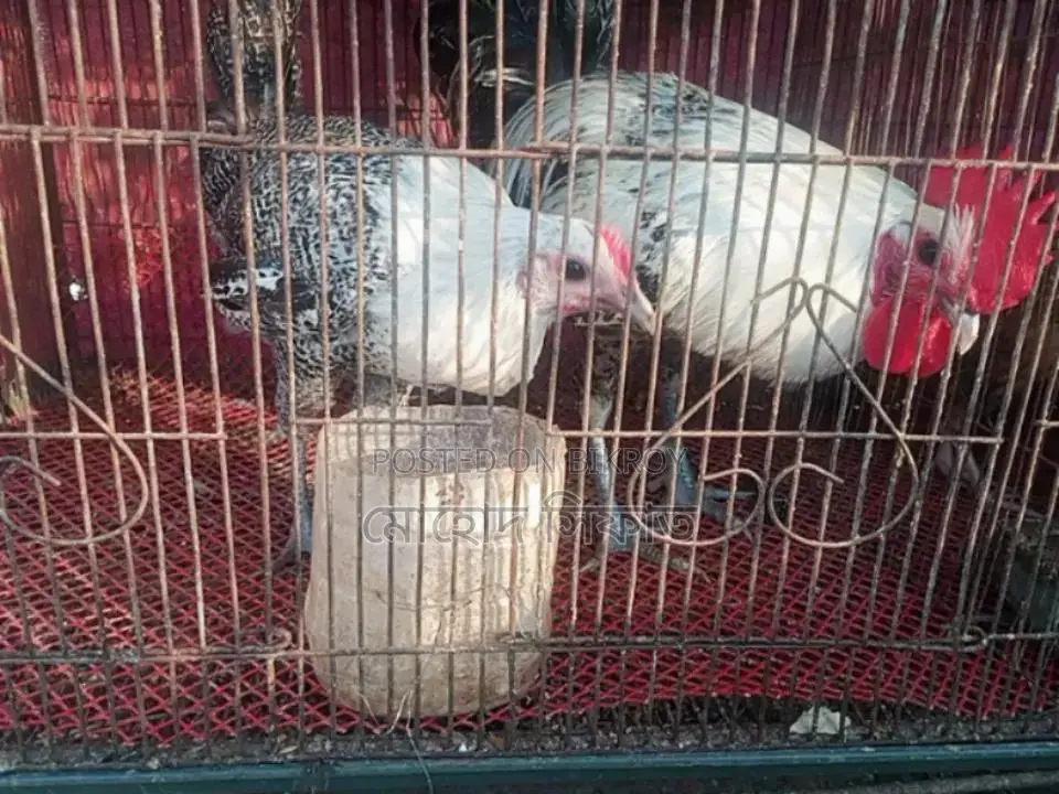 মরগী সেল হবে