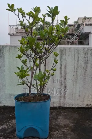Gondhoraj Plant