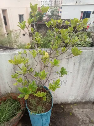 Gondhoraj Plant