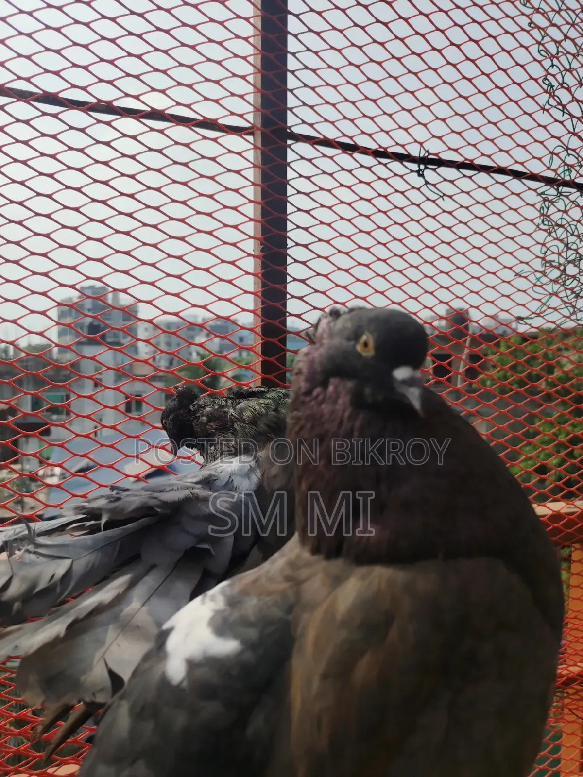 American Fantail Running Pair Location a Aisha Nite Hbe
