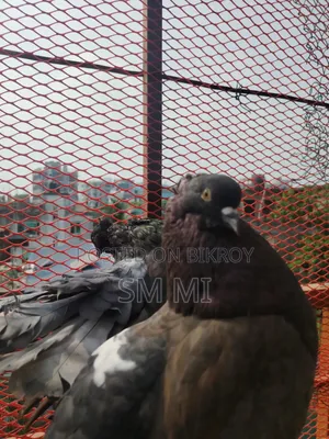 American Fantail Running Pair Location a Aisha Nite Hbe