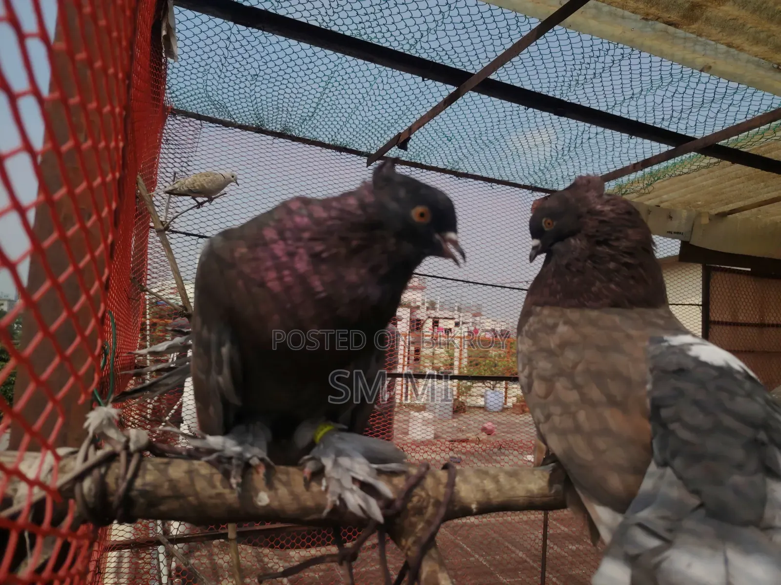 American Fantail Running Pair Location a Aisha Nite Hbe