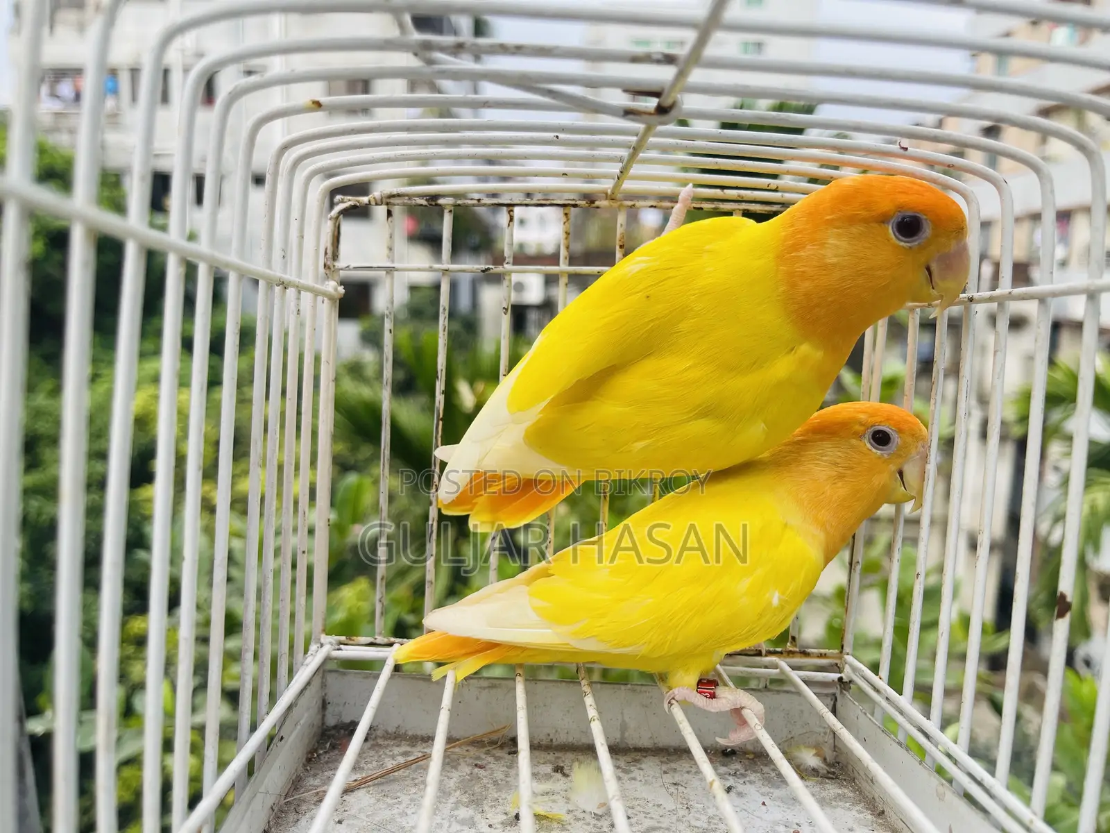 রানিং জোড়া