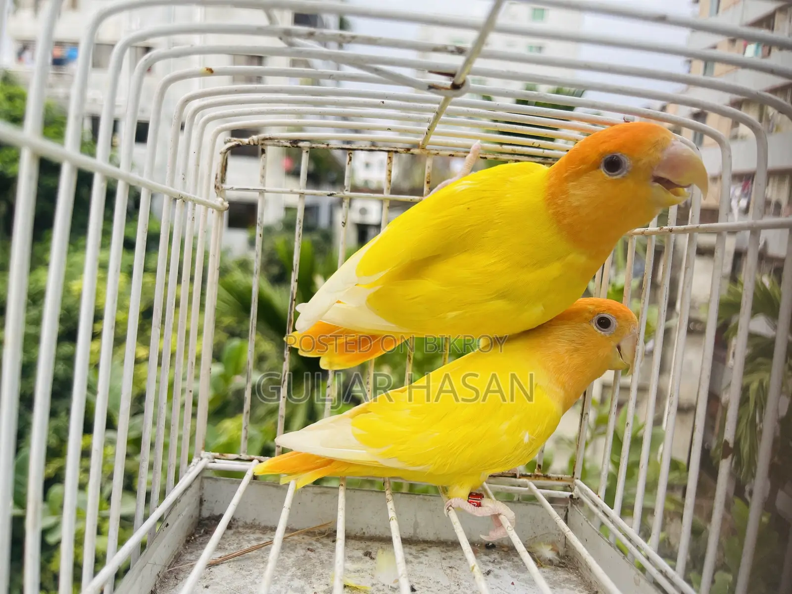 রানিং জোড়া