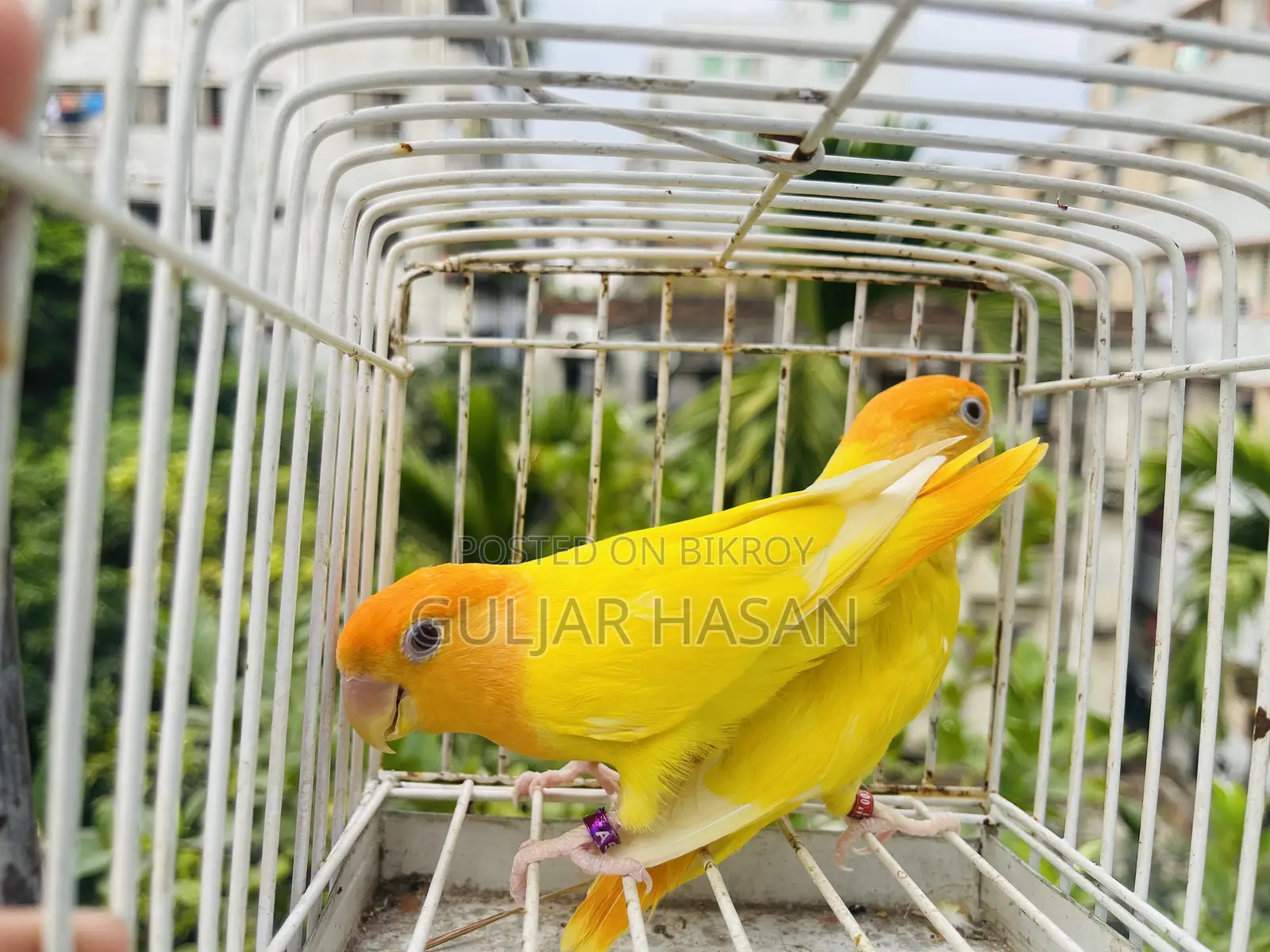 রানিং জোড়া