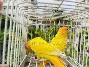 রানিং জোড়া