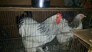 American Light Brahma