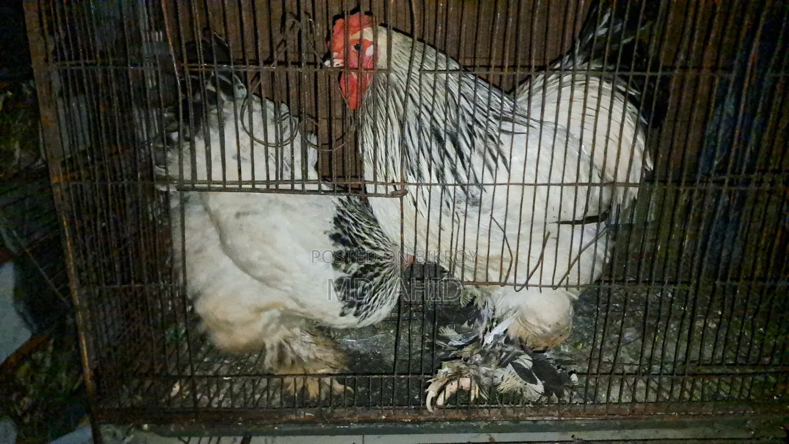 American Light Brahma