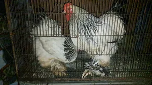 American Light Brahma
