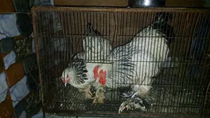 American Light Brahma
