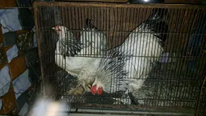 American Light Brahma