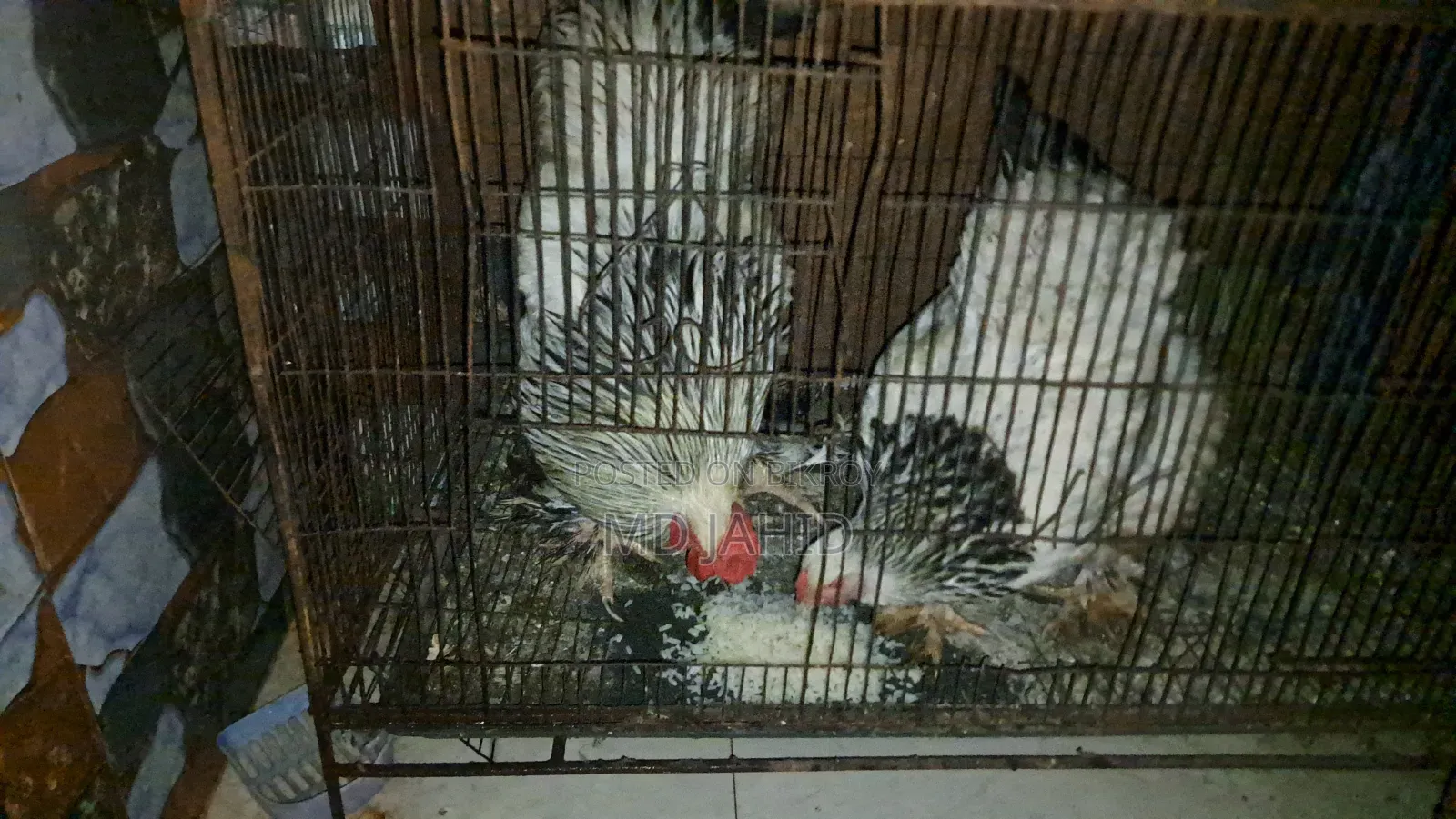 American Light Brahma