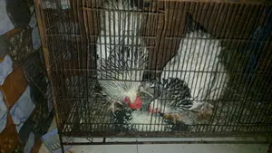 American Light Brahma