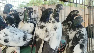 Katchuri, Dabwala, Royal, Salera All Master Pair Pakistani Kobutor