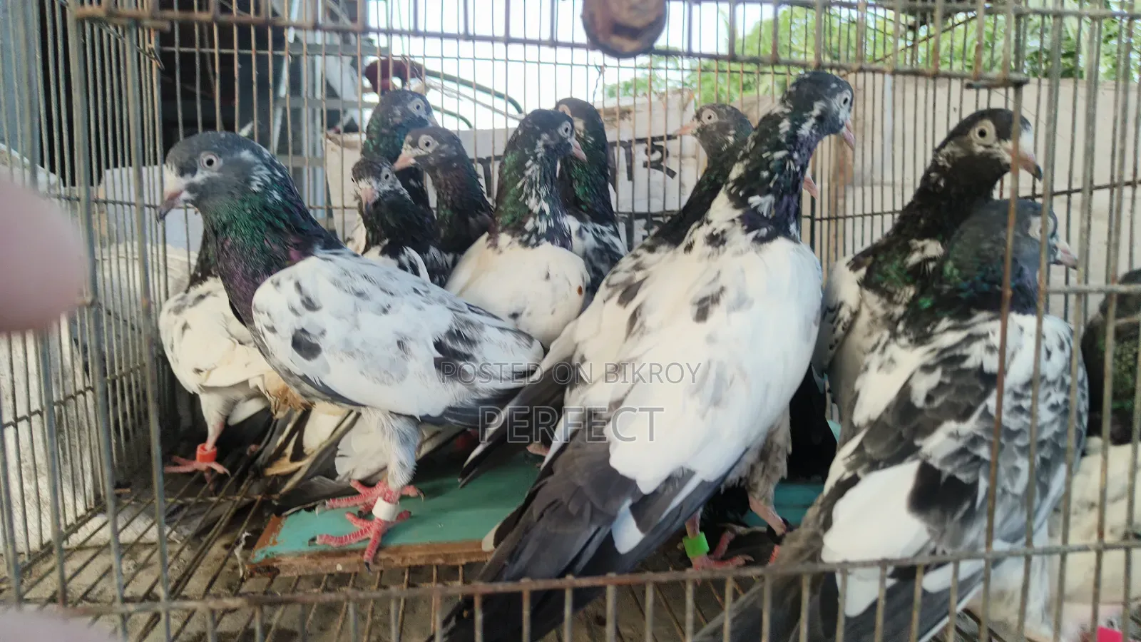 Katchuri, Dabwala, Royal, Salera All Master Pair Pakistani Kobutor
