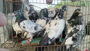 Katchuri, Dabwala, Royal, Salera All Master Pair Pakistani Kobutor