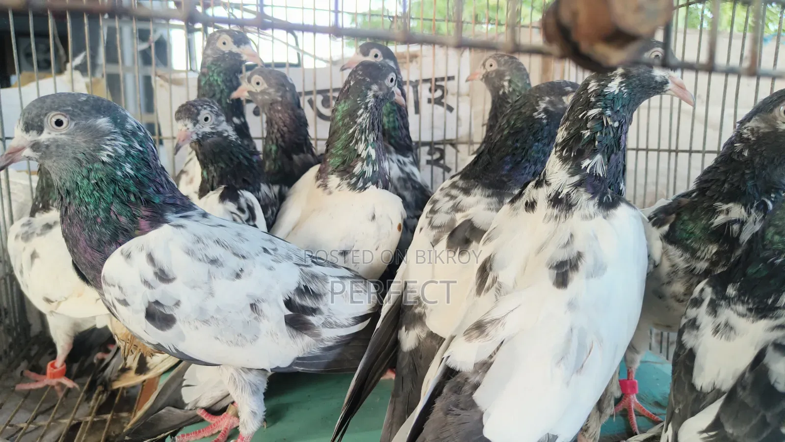 Katchuri, Dabwala, Royal, Salera All Master Pair Pakistani Kobutor