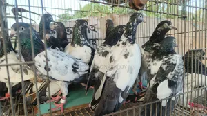 Katchuri, Dabwala, Royal, Salera All Master Pair Pakistani Kobutor