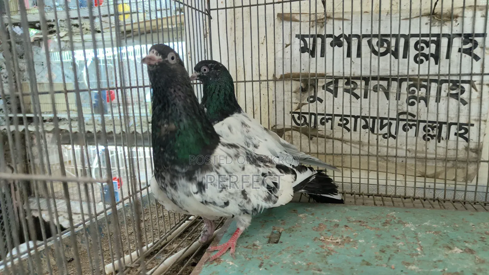 Katchuri, Dabwala, Royal, Salera All Master Pair Pakistani Kobutor