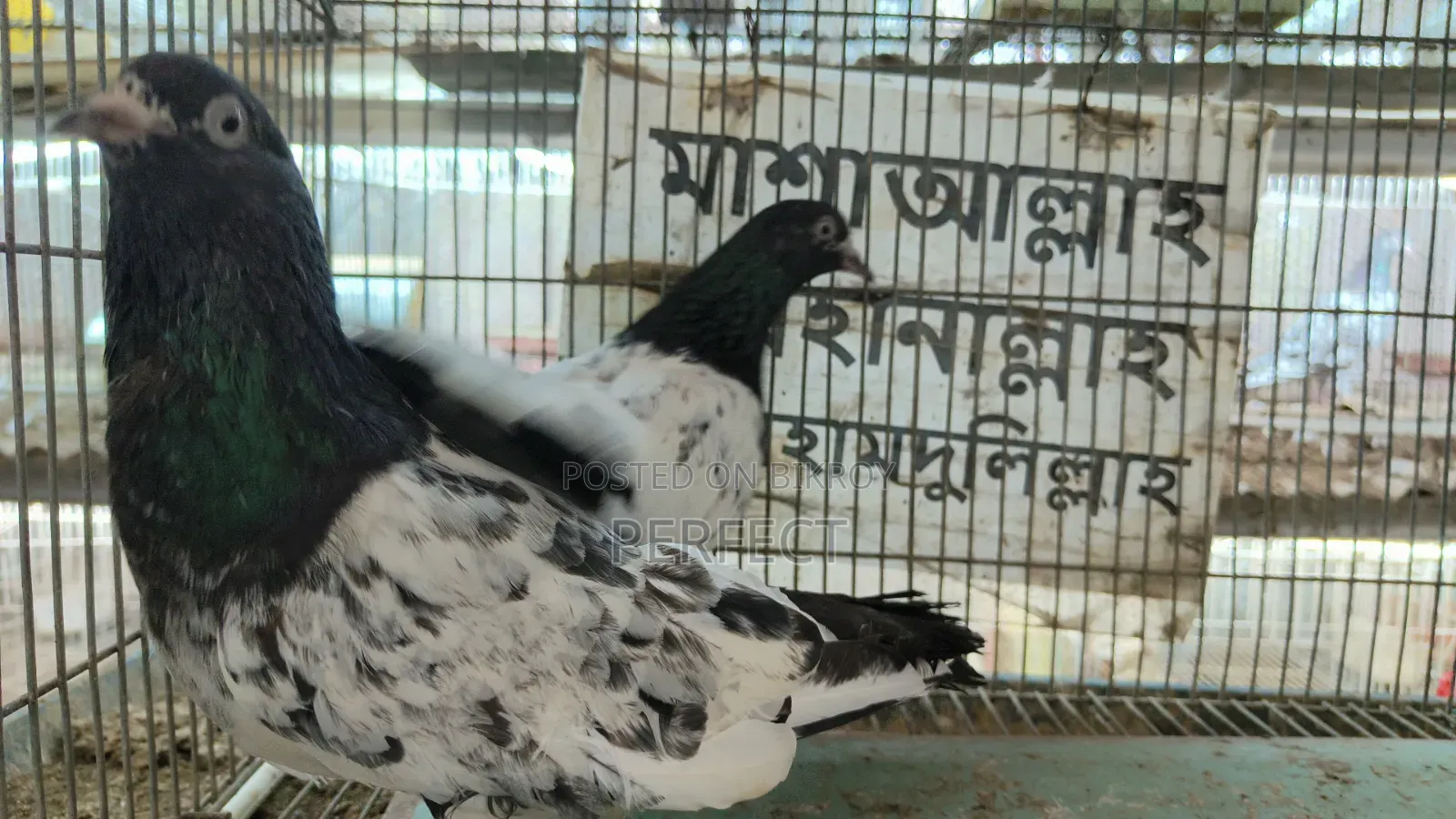 Katchuri, Dabwala, Royal, Salera All Master Pair Pakistani Kobutor