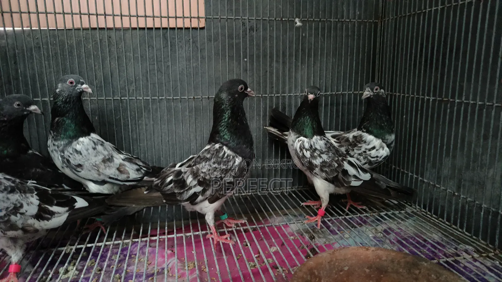 Katchuri, Dabwala, Royal, Salera All Master Pair Pakistani Kobutor