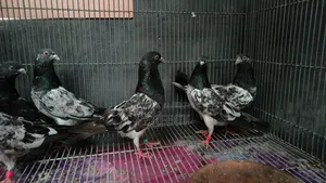 Katchuri, Dabwala, Royal, Salera All Master Pair Pakistani Kobutor