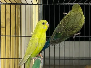 Bw Budgerigar Baby Pair