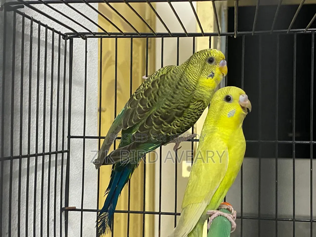 Bw Budgerigar Baby Pair