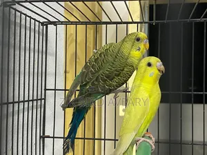 Bw Budgerigar Baby Pair