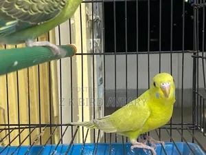 Bw Budgerigar Baby Pair