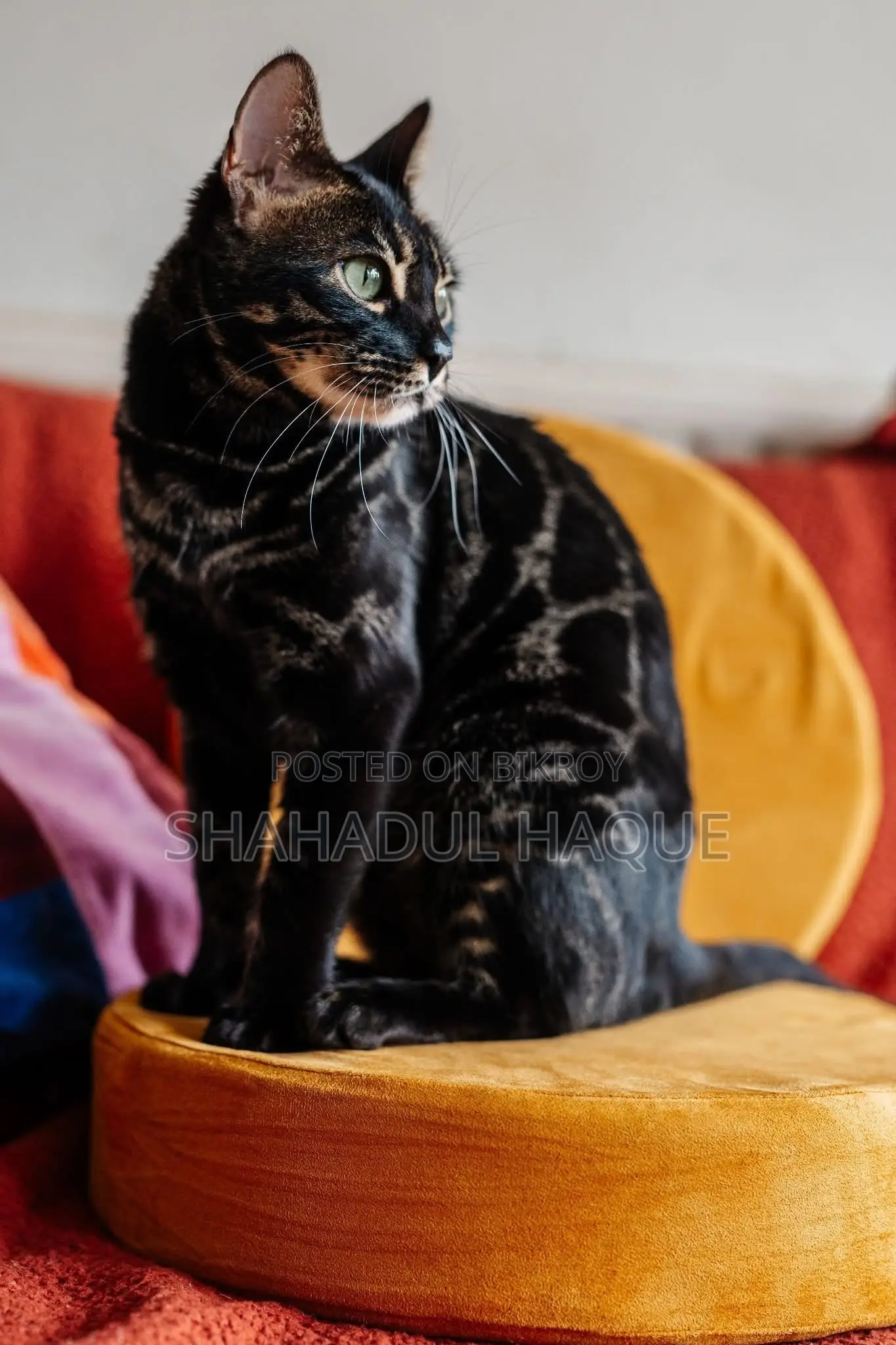 1-3 months Female Purebred Bengal