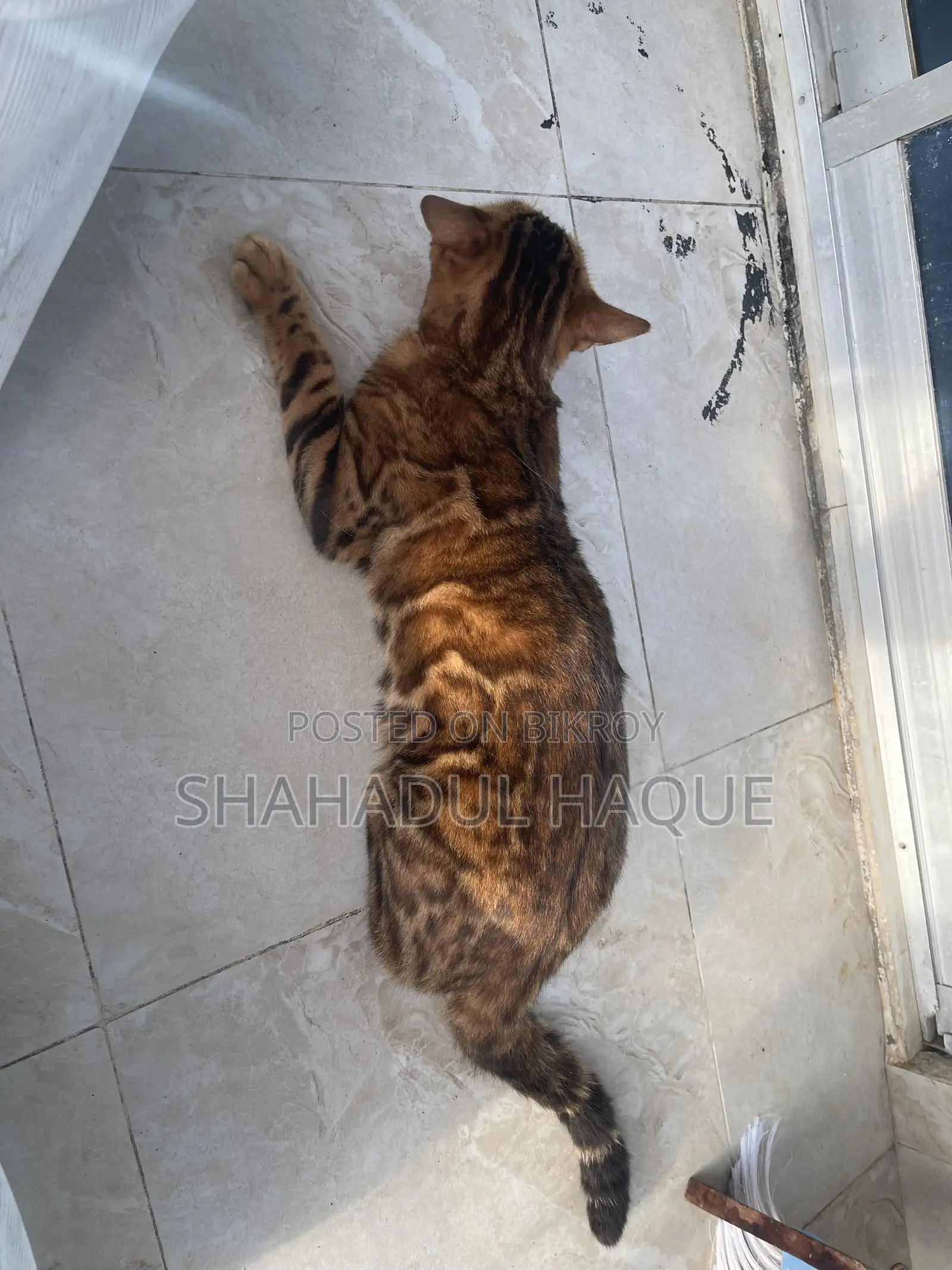 1-3 months Female Purebred Bengal