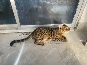 1-3 months Female Purebred Bengal