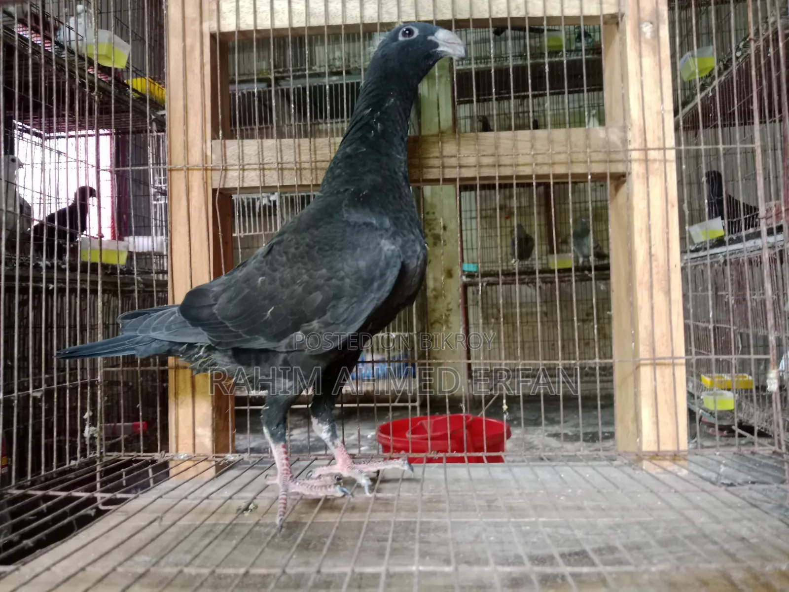 Black Beauty Baby