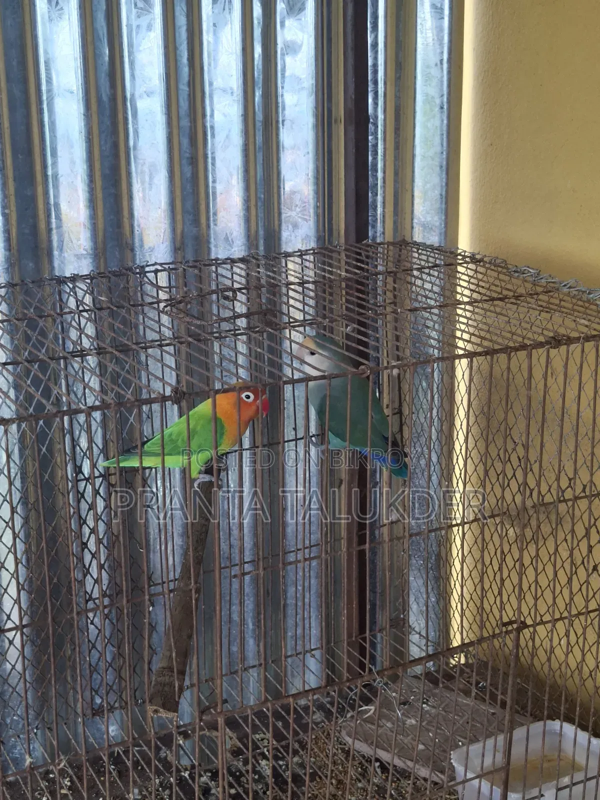 Love Bird Sell