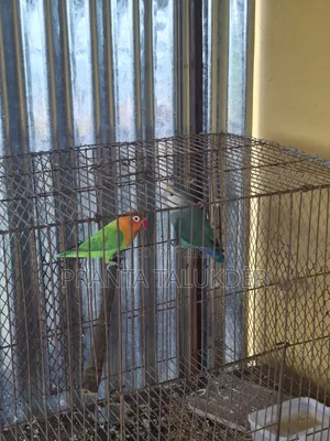 Love Bird Sell