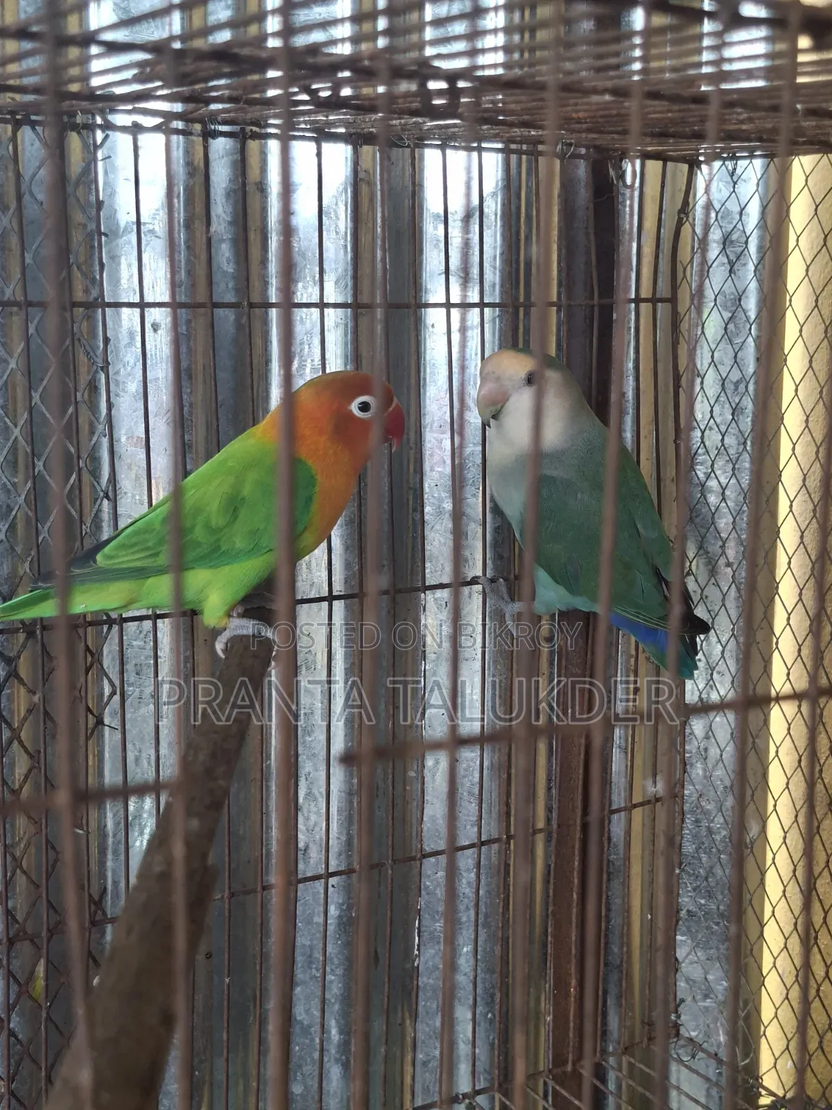 Love Bird Sell
