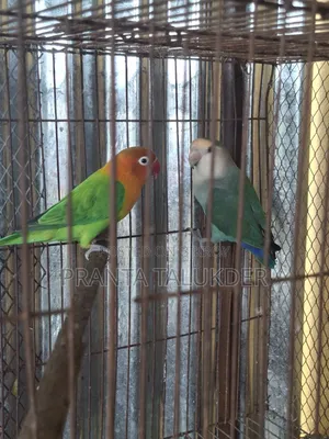 Love Bird Sell