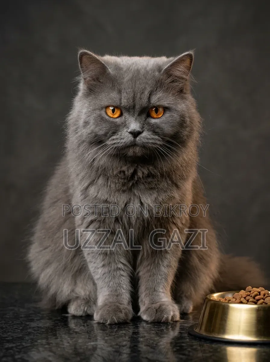 3-6 Months Male Purebred Persian