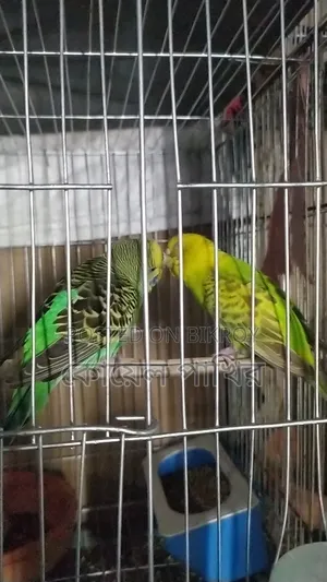 Will sell this pair, full adult
