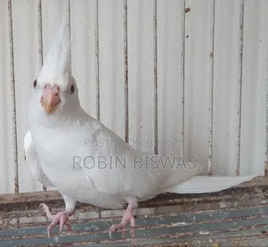 Albino Cockatiel