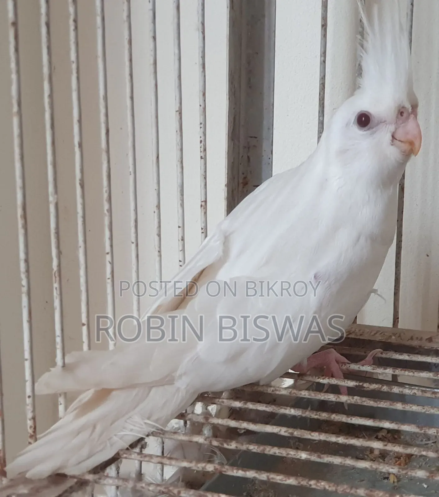 Albino Cockatiel