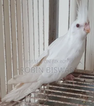 Albino Cockatiel