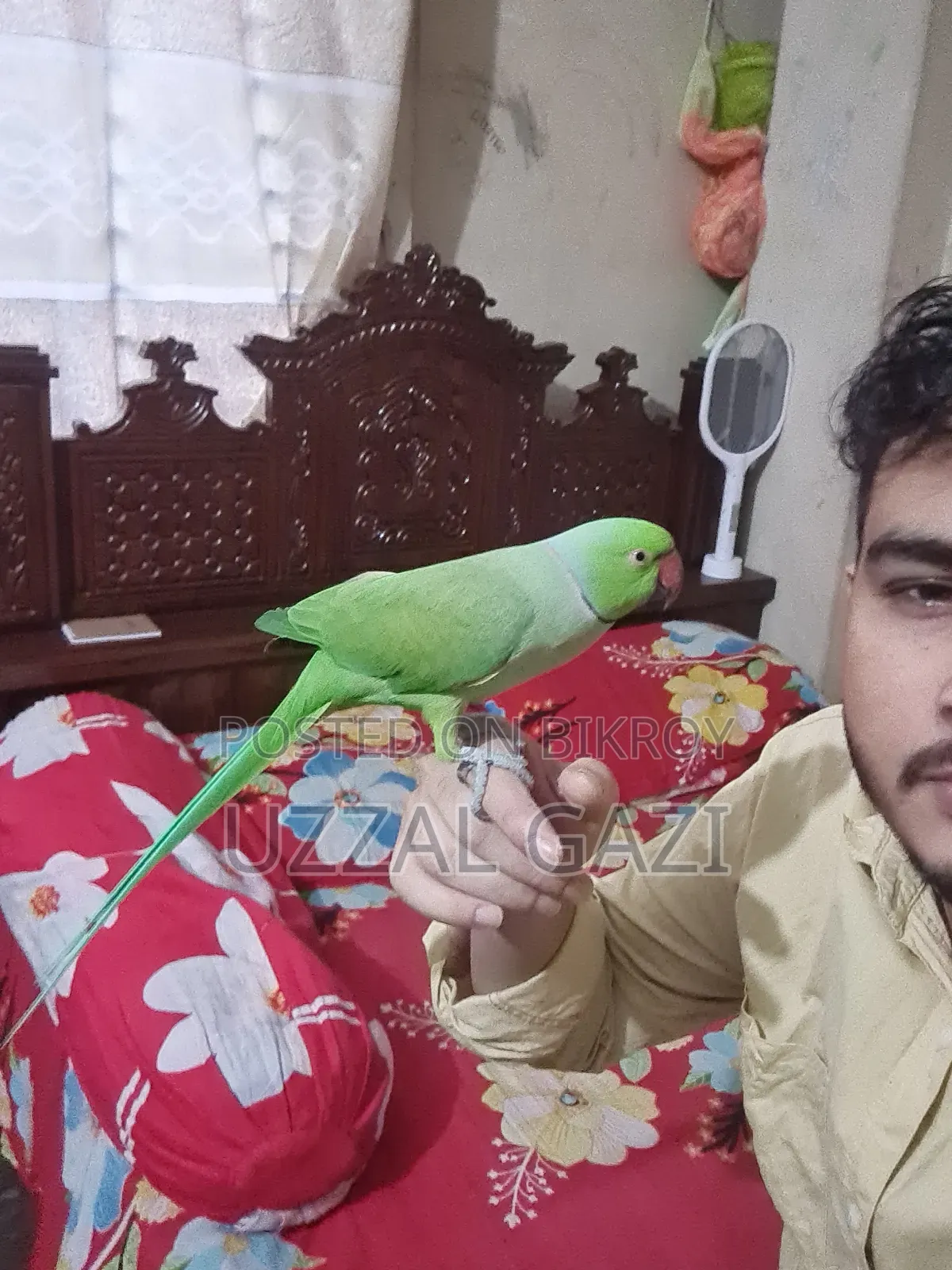 Talking Green Indian Ringneck Parrot for Sale