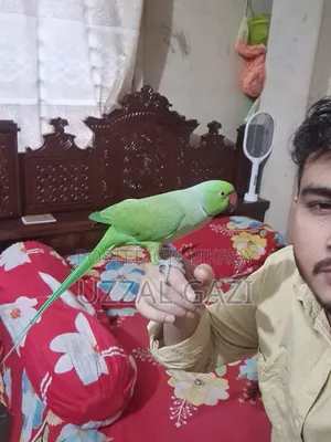 Talking Green Indian Ringneck Parrot for Sale