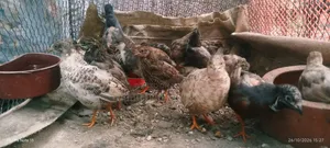 King Quail Bird
