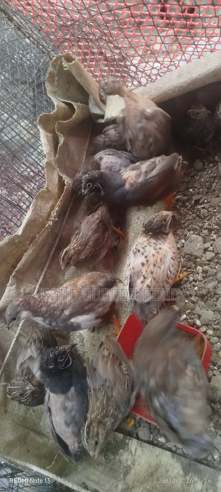 King Quail Bird