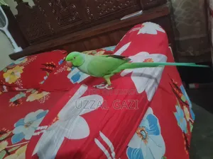 Talking Green Indian Ringneck Parrot for Sale